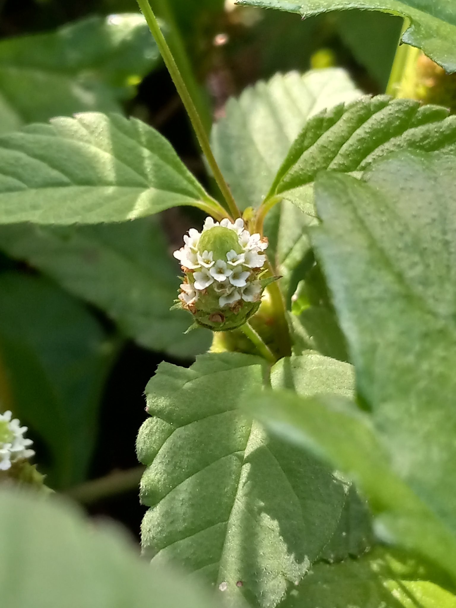 Lippia dulcis